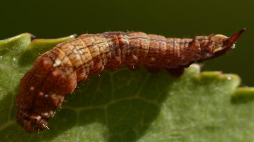 Réf. 266 380 : Cilix glaucata